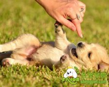 各个年龄段的狗狗该怎么喂养