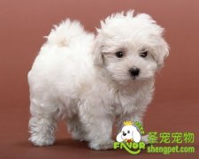 怎么让狗狗的毛发更加漂亮