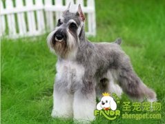 狗狗膀胱结石形成的原因及治疗方法