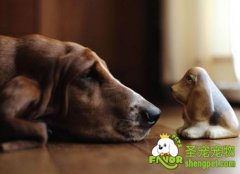 怎样护理老年狗狗?