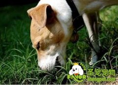 引起狗狗吃草的原因