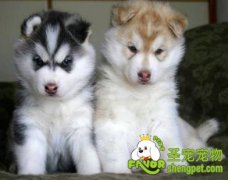 狗狗冬天能喝凉水吗