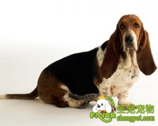 狗狗耳道该怎么清理