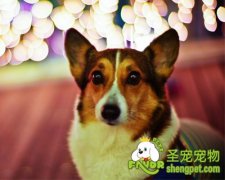 晚上遛狗需要注意哪些事项