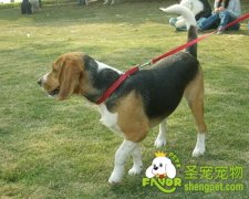 带狗狗上街需要注意什么