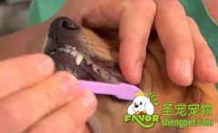 怎么给狗狗刷牙