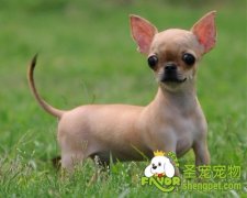 为什么狗狗的脚不能受伤