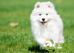 让狗狗长寿需要注意的事项