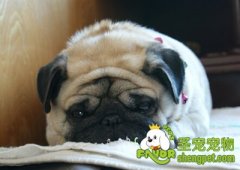 狗狗犬瘟的治疗及预防