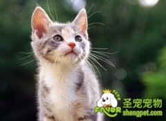 给猫咪剪指甲需要注意的事项