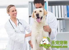 治疗狗狗肝腹水的方法