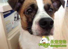 引起狗狗湿疹的原因及治疗方法