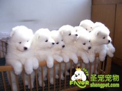 狗狗脱水的原因及治疗方法