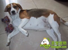 狗狗怀孕期间的注意事项有哪些