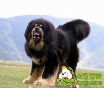 为什么藏獒容易流口水