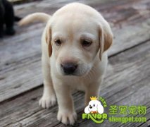 给拉布拉多犬驱虫和打疫苗的方法