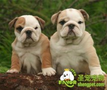 狗狗拉稀怎么办