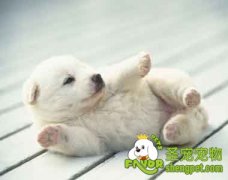 造成小狗呕吐的原因有哪些