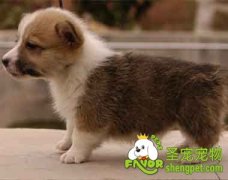 狗狗真菌性皮肤病该怎么治疗