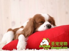 狗狗感冒了该怎么办