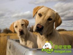 狗狗食物中毒会产生的症状