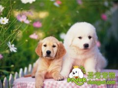 狗狗的繁殖期该怎么算