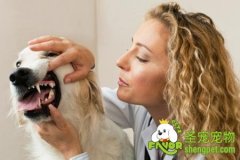 常见的狗狗口腔疾病及护理方法