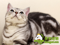 猫咪食欲差的原因及解决办法