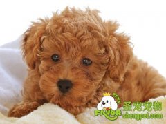 狗狗出现窒息该怎么办