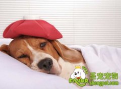 宠物＂节日病＂有哪些？