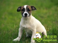 细小病毒对狗狗的危害有哪些