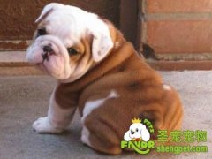 狗狗经常蹭屁股的原因