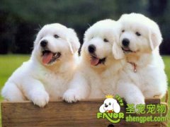 狗狗的牙周炎该如何处理