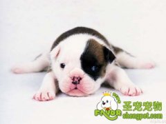 狗狗休克的紧急处理措施