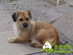 狗狗上腹腔积水的原因有哪些