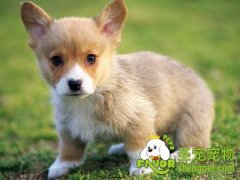 狗狗换上皮肤过敏症怎么办