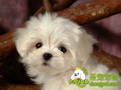 狗狗眼睛该怎么清洗