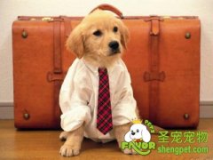 给狗狗穿衣服到底有哪些好处