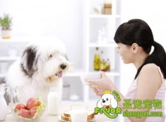 狗狗肠胃炎的症状及治疗方法