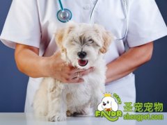 引起狗狗呕吐的原因及治疗方法