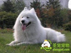 狗狗腹泻该怎么办