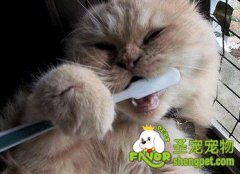 如何预防猫咪得牙病
