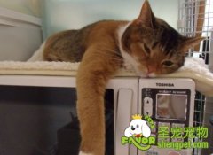 电磁波对猫咪有哪些危害？