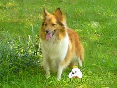 如何预防狗狗生病