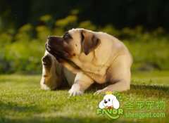 如何清除及预防狗狗身上的跳蚤