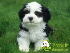 狗狗喉咙被卡住了怎么办