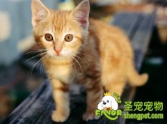 预防猫咪尿道疾病的方法