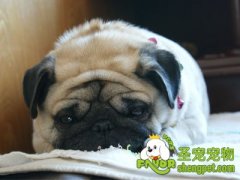 狗狗的肚子变大是怎么回事