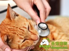 引起猫咪呕吐的原因及治疗方法