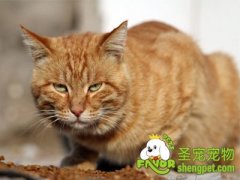 怎么有效的防止猫癣传染